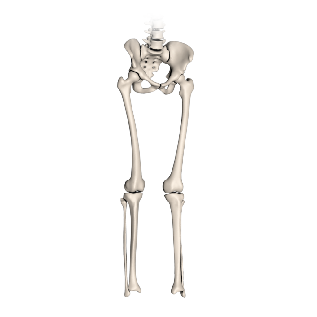 Modélisation 3D - Membres inférieurs